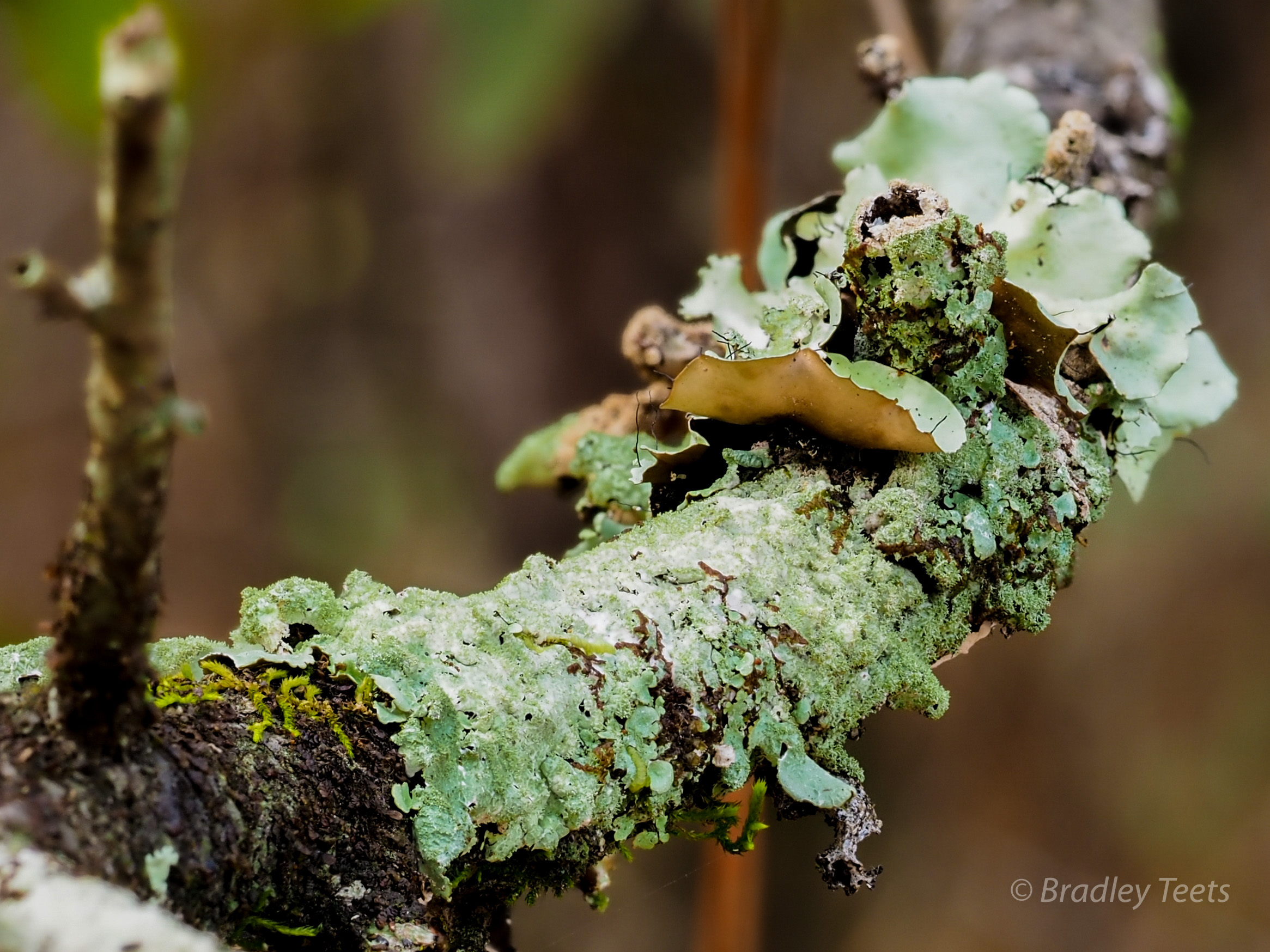 lichens.jpg